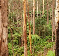 Cycle Mogo State Forest - Kawana Tourism