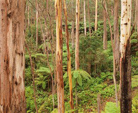 Cycle Mogo State Forest - Kawana Tourism 1
