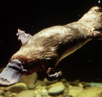 Platypus Pool - Kawana Tourism