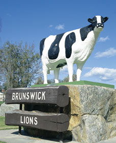 Brunswick Cow - Kawana Tourism 0