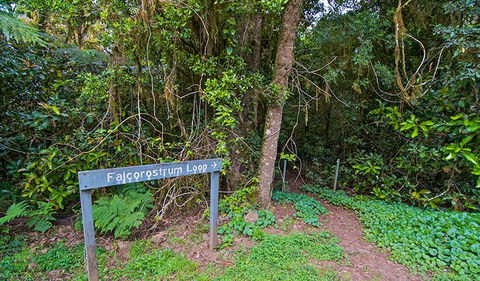 Falcorostrum Loop Walking Track - Kawana Tourism 0