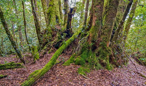 Falcorostrum Loop Walking Track - Kawana Tourism 3