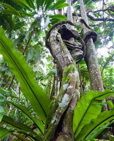 Tamborine Rainforest Skywalk - Kawana Tourism 0