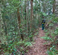 Blackbutt walking track - Kawana Tourism