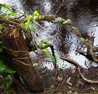 Mogo Bushwalk - Kawana Tourism