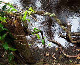 Mogo Bushwalk - Kawana Tourism 0