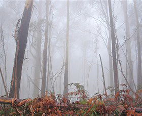 Mogo Bushwalk - Kawana Tourism 1