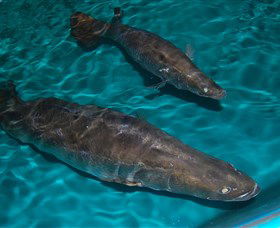 Cookabarra Restaurant And Function Centre - Tailor Made Fish Farms - Kawana Tourism 7