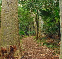 Depot Beach Rainforest walk - Kawana Tourism