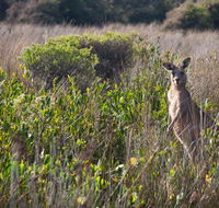 Murramarang Aboriginal Area walking track - Kawana Tourism