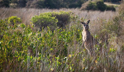 Murramarang Aboriginal Area Walking Track - Kawana Tourism 0