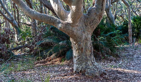 Myrtle Beach Walking Track - Kawana Tourism 1
