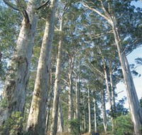 The Great Forest Trees Drive - Kawana Tourism