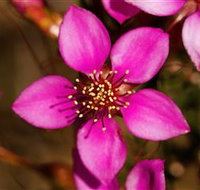 Flora - Kawana Tourism