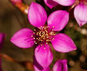 Flora - Kawana Tourism 0