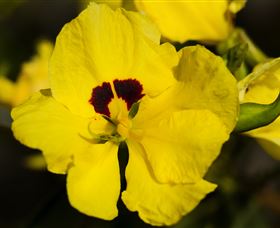 Flora - Kawana Tourism 1