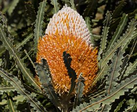 Flora - Kawana Tourism 2