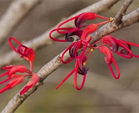 Flora - Kawana Tourism 3