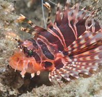 The Seaway Dive Site - Kawana Tourism