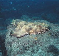 Scottish Prince Dive Site - Kawana Tourism