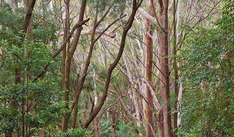 Ulidarra National Park - Kawana Tourism 1