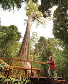 Old Bottlebutt - Kawana Tourism 0
