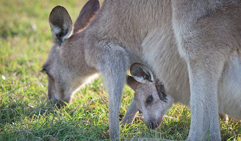 Moonee Beach Nature Reserve - Kawana Tourism 2
