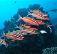 Flat Rock Dive Site - Kawana Tourism