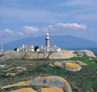 Montague Island Nature Reserve - Kawana Tourism