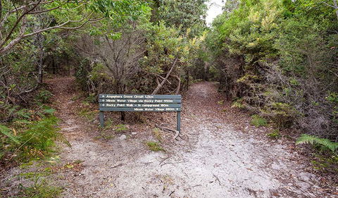 Angophora Grove Walking Track - Kawana Tourism 0