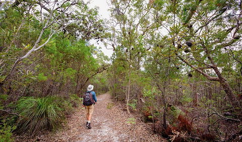 Angophora Grove Walking Track - Kawana Tourism 1