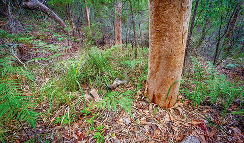 Angophora Grove Walking Track - Kawana Tourism 2