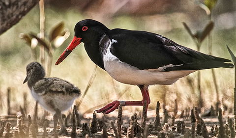 Brunswick Heads Nature Reserve - Kawana Tourism 2