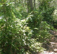 Bridle trail - Kawana Tourism