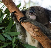Macquarie Nature Reserve