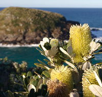 Green Island walking track - Kawana Tourism