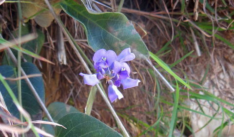 Broken Head Nature Reserve - Kawana Tourism 1