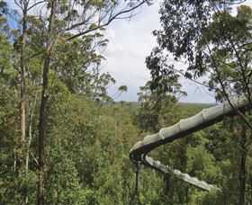Tarkine Forest Adventures - Dismal Swamp - Kawana Tourism 1
