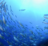 Cape Byron Marine Park - Kawana Tourism