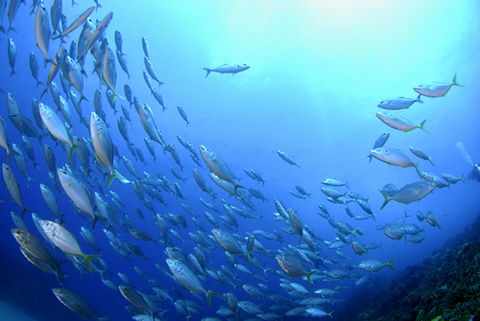 Cape Byron Marine Park - Kawana Tourism 0