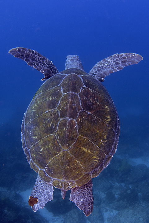 Cape Byron Marine Park - Kawana Tourism 3