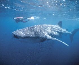 Swim With The Whale Sharks - Kawana Tourism 0