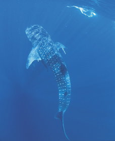 Swim With The Whale Sharks - Kawana Tourism 1