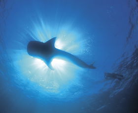 Swim With The Whale Sharks - Kawana Tourism 2