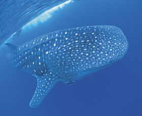 Swim With The Whale Sharks - Kawana Tourism 3