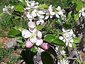 Avro Park Orchards - Kawana Tourism 0