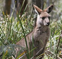 Blue Mountains Guides