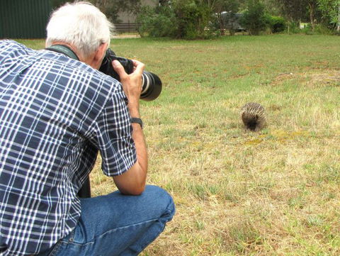 Echidna Walkabout Nature Tours - Kawana Tourism 9