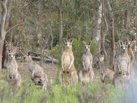 Echidna Walkabout Nature Tours - Kawana Tourism 15