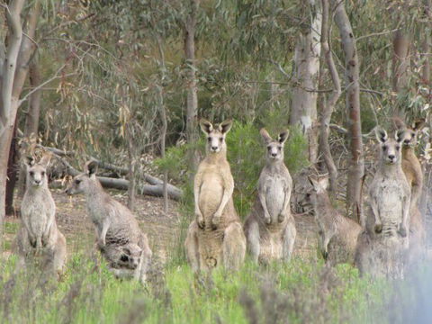 Echidna Walkabout Nature Tours - Kawana Tourism 16